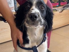 -艾贝尔宠物医院·狂犬免疫点(江山金象城店)