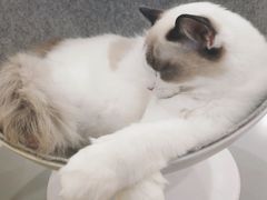 -糯米喵星人·撸猫猫舍咖啡馆(西市场嘉华店)