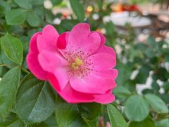 -同銮特种养殖场·龙虾垂钓