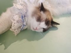 -怪兽屋·羊驼·猫咖·狗咖(俊华广场店)