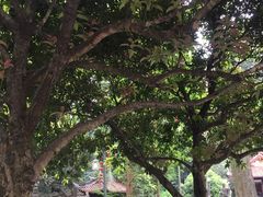 -都江堰普照寺