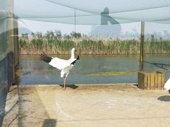 -盐城丹顶鹤湿地生态旅游区