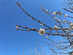 -香雪海