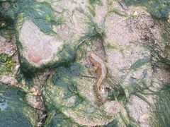 -青岛第三海水浴场