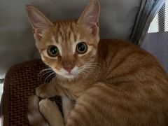 -瑞派福兴宠物医院犬猫全科·骨科·中西医结合(河东店)