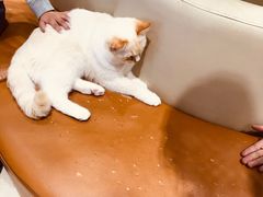 -藏猫猫咖啡主题馆(中央大道店)