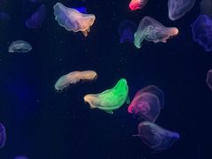 -海合安成都极地海洋公园