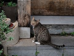 -知亘茶食