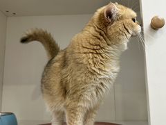 -青奢宠物·青奢猫舍