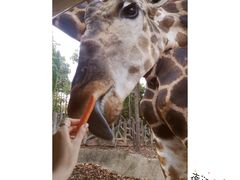 -清迈夜间动物园