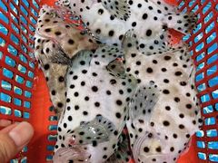 -四川小胡子海鲜(丁村万人海鲜广场店)