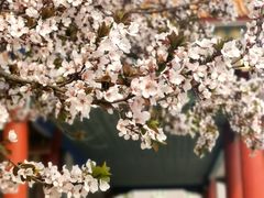 -北京九华山庄会展酒店