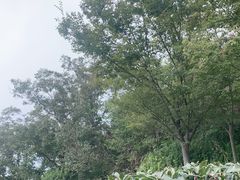 -紫金山山顶公园