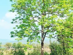 -天适樱花悠乐园