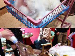 -猫色咖啡·猫咖
