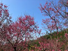 -深圳仙湖植物园