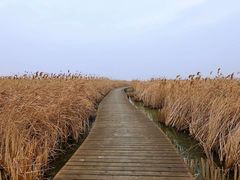 -盐城丹顶鹤湿地生态旅游区
