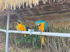 -西霞口神雕山野生动物世界