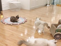 -momokira米努特·德文卷毛猫·棉花面纱犬