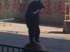 -东方熊牧场