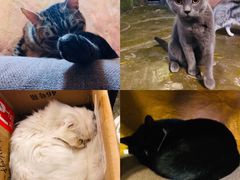 -猫猫幼稚园·撸猫·桌游·电玩