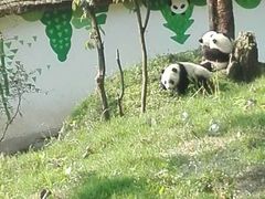 -中国大熊猫保护研究中心雅安碧峰峡基地