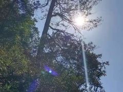 -九龙江国家森林公园