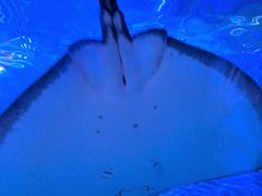 -上海海洋水族馆