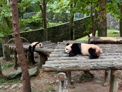 -都江堰中华大熊猫苑