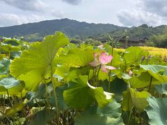 -福建土楼(南靖)景区