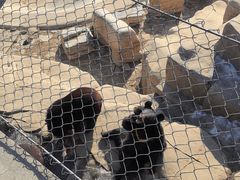 -石家庄市动物园