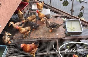 Farm-Raised Chicken and Duck