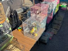-中环花鸟鱼虫市场