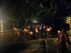 -清迈夜间动物园