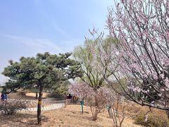 -北京西山国家森林公园