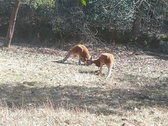 -杭州野生动物世界