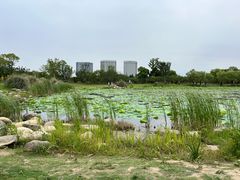 -澹台湖公园