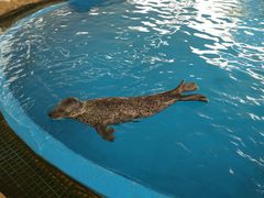 -芜湖新华联大白鲸海洋公园