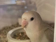 -宠物世家(仲盛世界商城店)