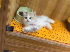 -欣宠猫屋·矮脚拿破仑·蓝金金渐层