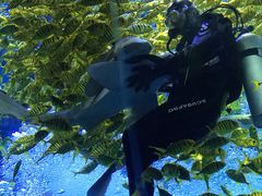 -哈尔滨波塞冬海底世界