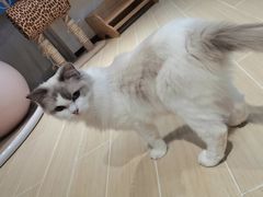 -momokira米努特·德文卷毛猫·棉花面纱犬