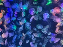 -海合安成都极地海洋公园