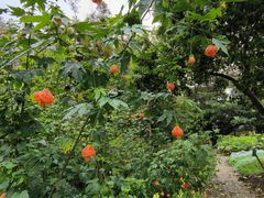 -广西壮族自治区药用植物园