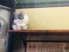 -猫咪博物馆(顶澳仔猫街店)