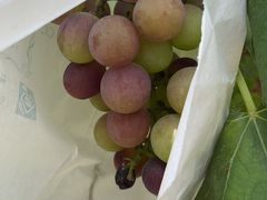 -马陆小张葡萄园农家乐