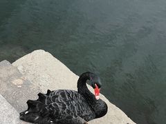 -水绘园