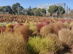 -春花秋色城市公园