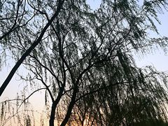 -大兴滨河森林公园