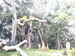 -瑞丽独树成林风景区